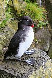 Parakeet Auklet